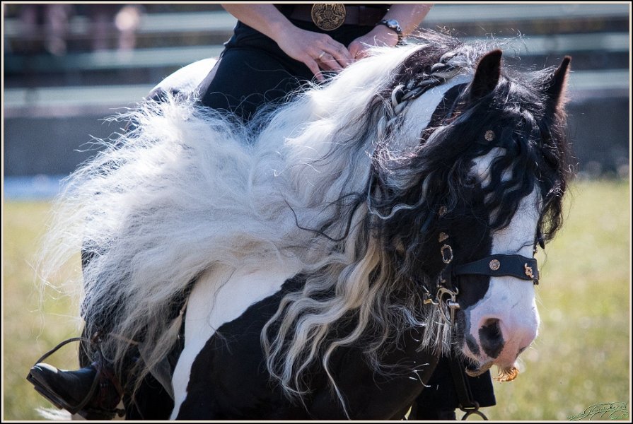 Pferd International 018